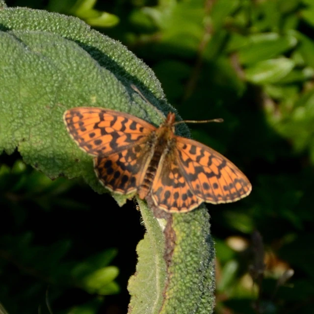 Boloria dia - kis gyöngyházlepke