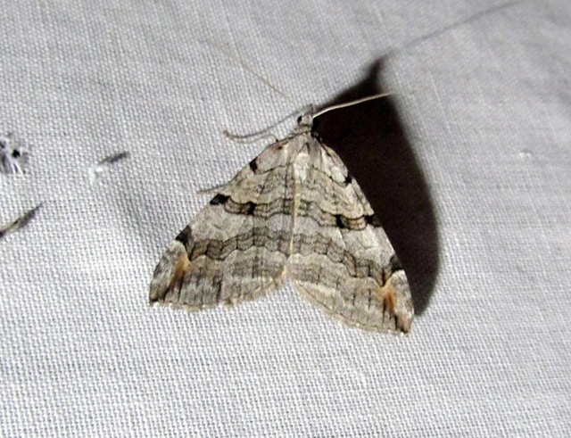 Aplocera efformata/plagiata