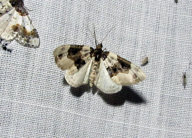 Cosmorhoe ocellata - szemes galajaraszoló