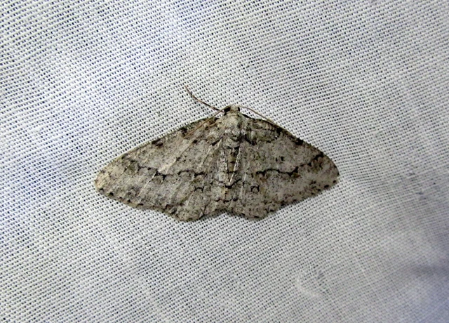 Ectropis crepuscularia - avararaszoló