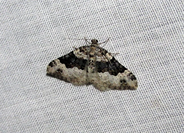 Epirrhoe galiata - sávos galajaraszoló