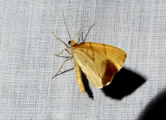 Eulithis pyraliata - sárga galajaraszoló