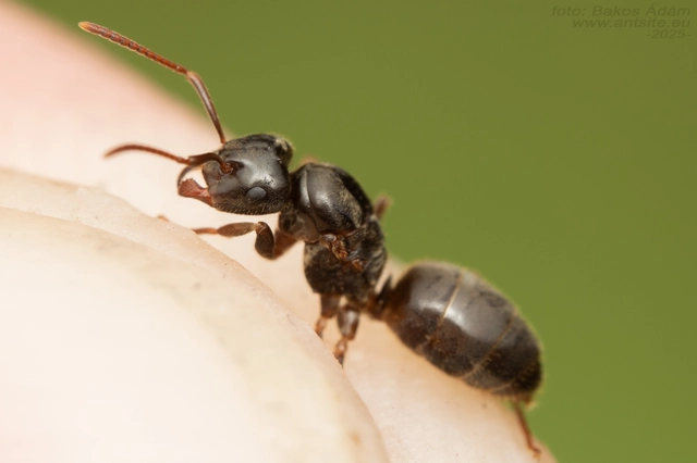 Lasius umbratus - berki borostyánhangya