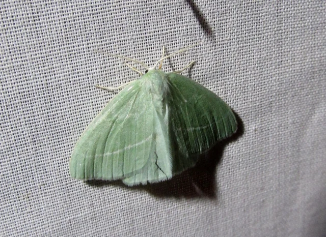 Hemistola chrysoprasaria - kékes zöldaraszoló