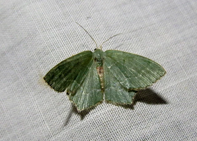 Hemithea aestivaria - nyír-zöldaraszoló