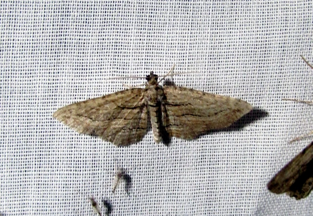 Horisme corticata - barna iszalagaraszoló