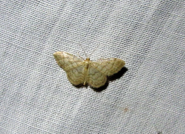 Idaea dilutaria - napvirág-apróaraszoló