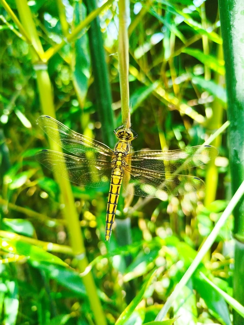 Orthetrum cancellatum - feketefarkú pásztorszitakötő