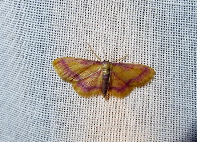Idaea muricata - mocsári pirosaraszoló