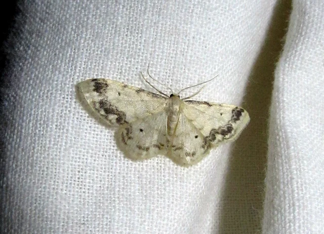 Idaea trigeminata - csúcsfoltos apróaraszoló
