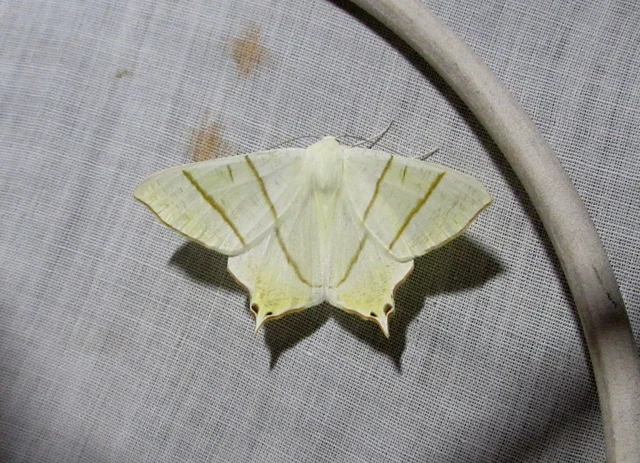 Ourapteryx sambucaria - fecskefarkú araszoló