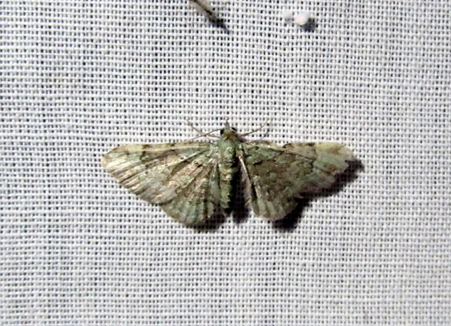 Pasiphila rectangulata - almavirág-araszoló