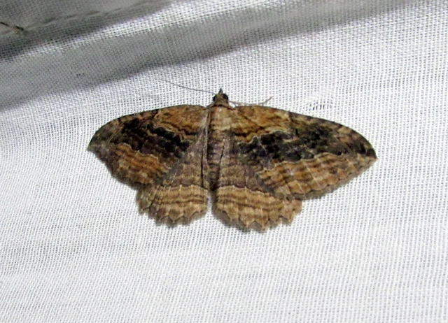 Philereme transversata - varjútövis-araszoló