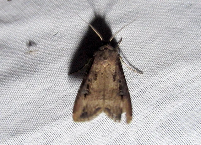 Agrotis ipsilon - nagy földibagoly