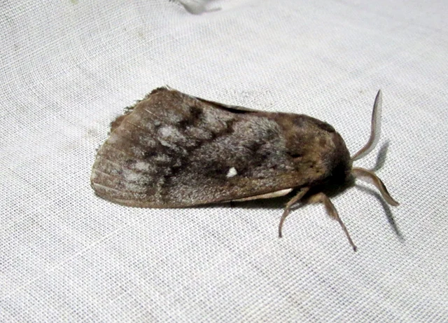 Dendrolimus pini - fenyőpohók