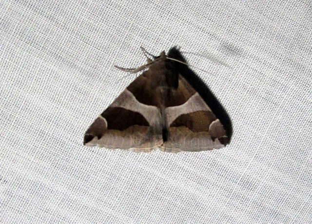 Dysgonia algira - déli porcelánbagoly