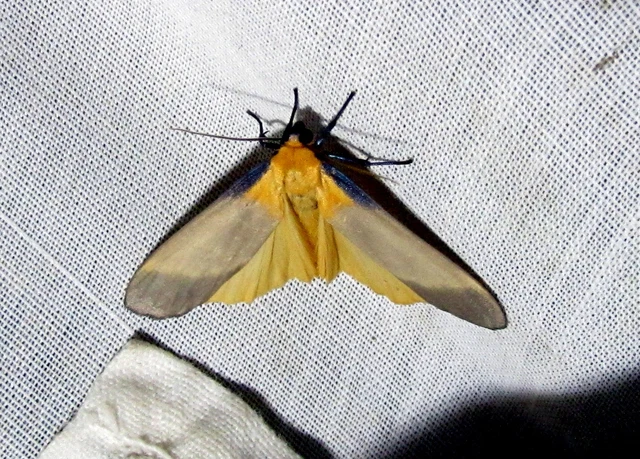 Lithosia quadra - négypettyes zuzmószövő