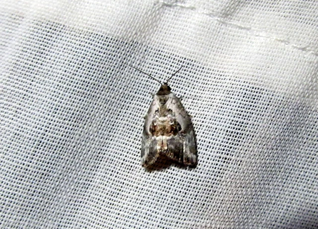 Hapalotis venustula - rózsaszínű mázasbagoly