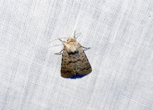 Hoplodrina respersa - bogáncs-selymesbagoly