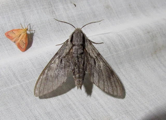 Hyloicus pinastri - fenyőszender
