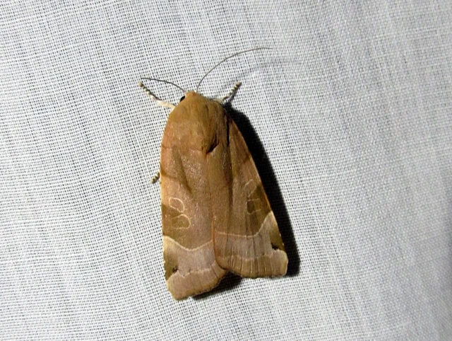Noctua fimbriata - szélessávú sárgafűbagoly
