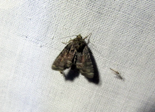 Oligia strigilis/latruncula/versicolor