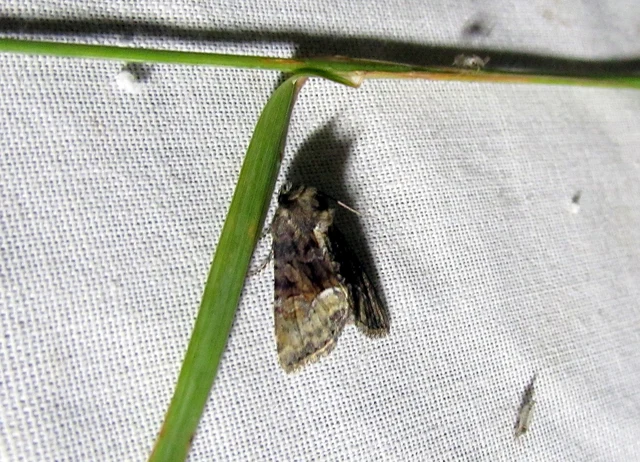 Oligia strigilis/latruncula/versicolor