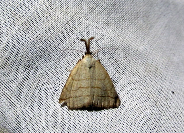 Polypogon tentacularia - sötétaljú karcsúbagoly