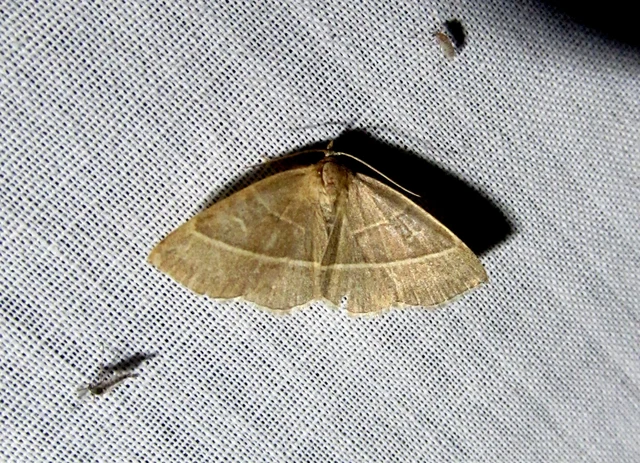 Trisateles emortualis - sárgacsíkos karcsúbagoly