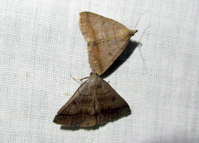 Zanclognatha lunalis - pelyheslábú karcsúbagoly