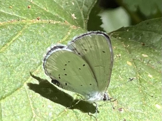 Celastrina argiolus - bengeboglárka