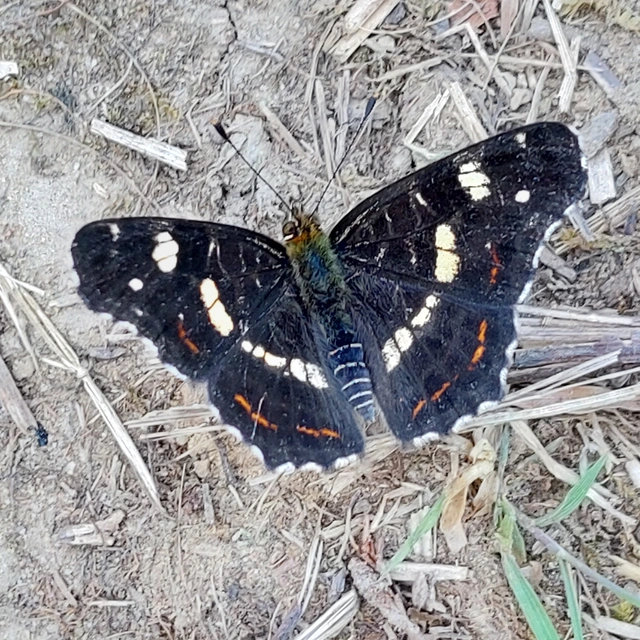 Araschnia levana - pókhálós lepke