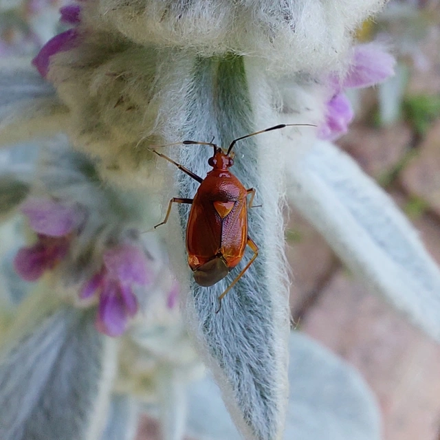 Deraeocoris ruber - vöröses mezeipoloska