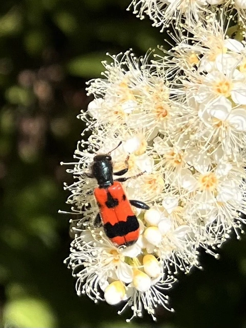 Trichodes apiarius - szalagos méhészbogár
