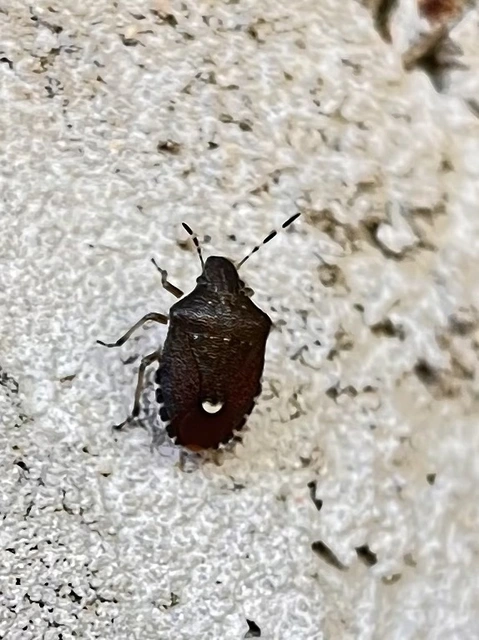 Holcostethus sphacelatus - holdas címerespoloska Holcostethus sphacelatus - holdas címerespoloska
