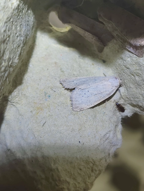 Photedes morrisii simonyisandori - Simonyi Sándor sásbaglya