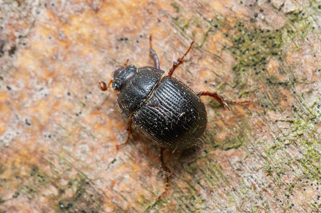Odonteus armiger - mozgószarvú álganéjtúró