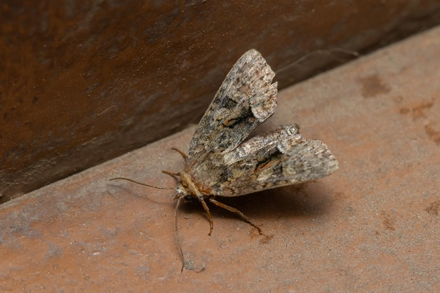 Oligia strigilis/latruncula/versicolor