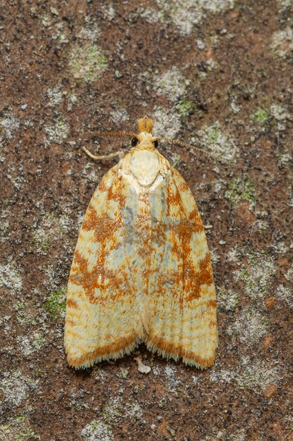 Aleimma loeflingiana - tölgylevél-sodrómoly Aleimma loeflingiana - tölgylevél-sodrómoly