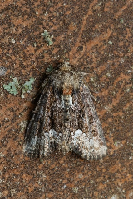 Oligia strigilis - kormos dudvabagoly