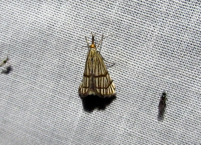Chrysocramboides craterella - rácsos fűgyökérmoly