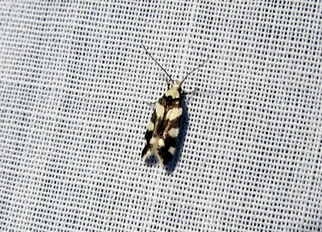 Pseudotelphusa tessella - sóskafamoly