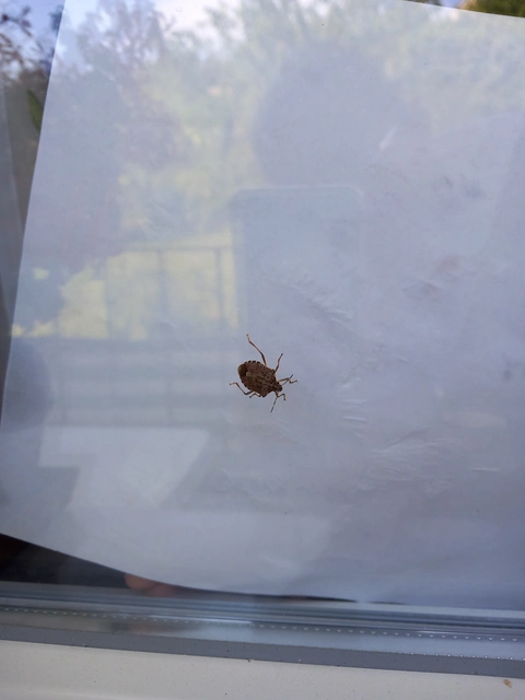 Halyomorpha halys - ázsiai márványospoloska
