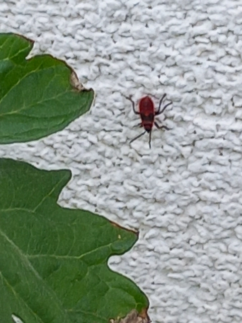 Pyrrhocoris apterus - verőköltő poloska