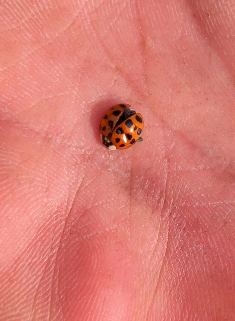 Harmonia axyridis - harlekinkatica