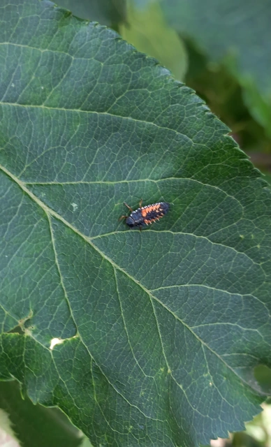 Harmonia axyridis - harlekinkatica