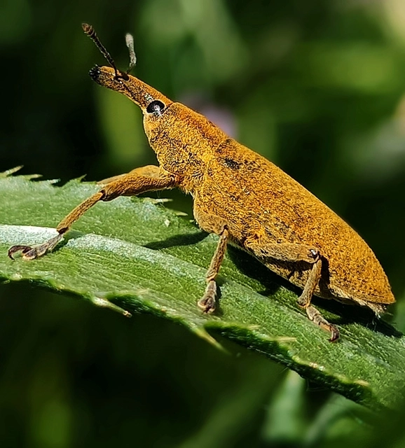 Lixus pulverulentus - mályvafúró dudvabarkó Lixus pulverulentus - mályvafúró dudvabarkó