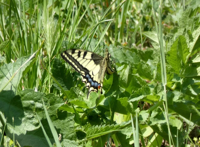 Papilio machaon - fecskefarkú lepke