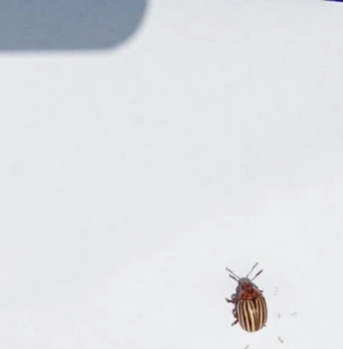 Leptinotarsa decemlineata - burgonyabogár
