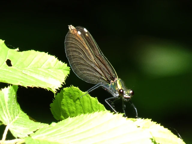 Calopteryx virgo - kisasszony-szitakötő
